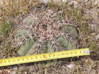 Echinocactus Horizontalonius RUS-004.jpg